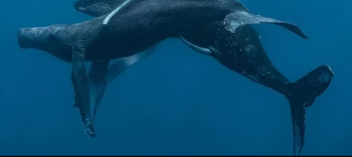 Unveiling the Depths: Humpback Whales' Homosexual Behavior and the Evolutionary Enigma