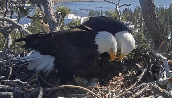 Eagle Cam Exclusive: Nail-Biting Countdown to Bald Eagle Chicks' Grand Entrance LIVE! Don't Miss the Spectacle Unfolding in Southern California's Majestic Mountains